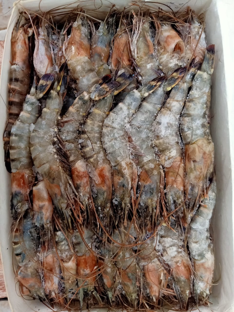 Large fresh prawns at Kamundia Butchery Nairobi